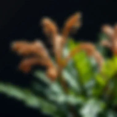 Magnificent Thaumatophyllum Bipinnatifidum: An In-Depth Exploration Magnificent Thaumatophyllum Bipinnatifidum: An In-Depth Exploration
