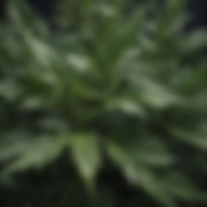 A diagram illustrating the evolutionary advantages of thorny leaves