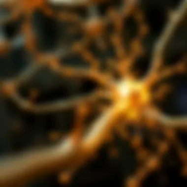 Notable Exploring Biological Neuron Networks: Structure, Function, and Implications