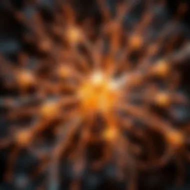 Exploring Biological Neuron Networks: Structure, Function, and Implications Summary