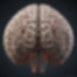 Illustration of the brain highlighting memory-related areas