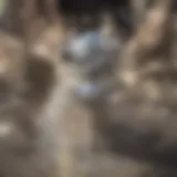 A cat in mid-leap illustrating the physics of motion