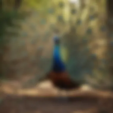 Peacock Courtship Dance A spectacular display of courtship behavior in peacocks, showcasing their vibrant plumage.