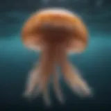 A close-up view of a jellyfish floating gracefully