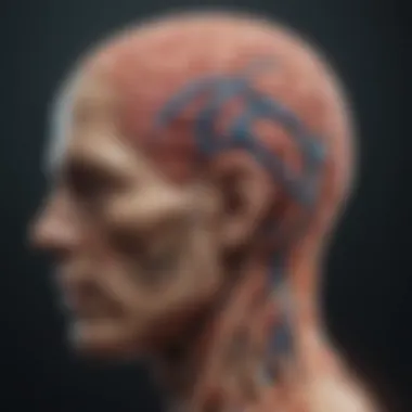 The Amygdala and Emotional Memory Visual representation of the amygdala and its influence on emotional memory