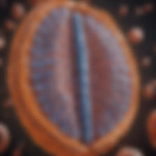 Illustration of mitochondrial structure demonstrating inner and outer membranes.