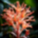 Thaumatophyllum Bipinnatifidum: An In-Depth Exploration Introduction