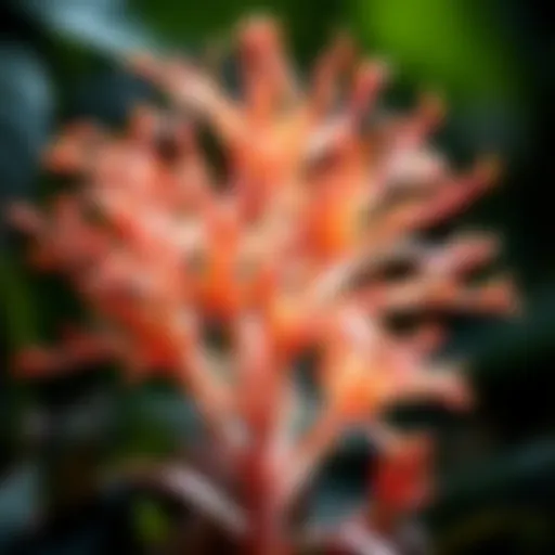 Thaumatophyllum Bipinnatifidum: An In-Depth Exploration Introduction