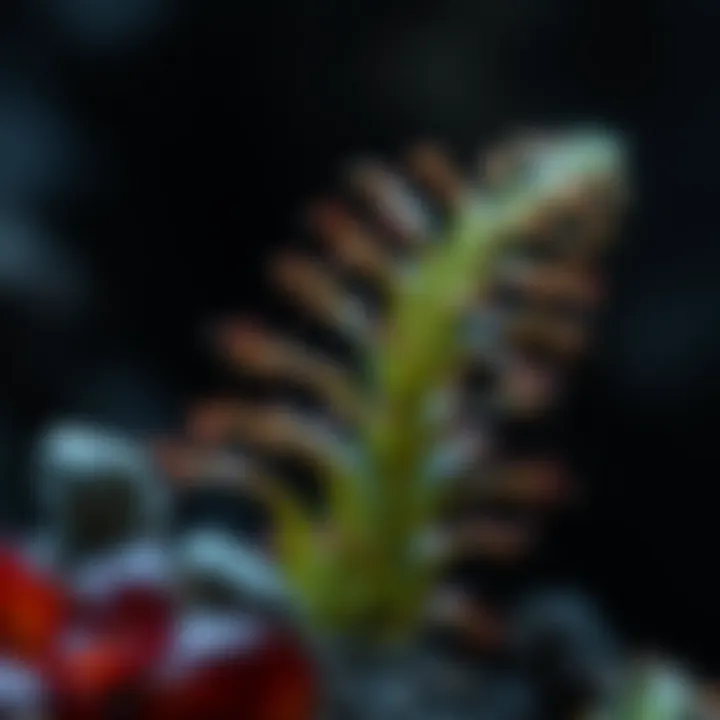 Notable Thaumatophyllum Bipinnatifidum: An In-Depth Exploration