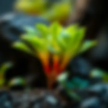 Thaumatophyllum Bipinnatifidum: An In-Depth Exploration Summary Thaumatophyllum Bipinnatifidum: An In-Depth Exploration Summary