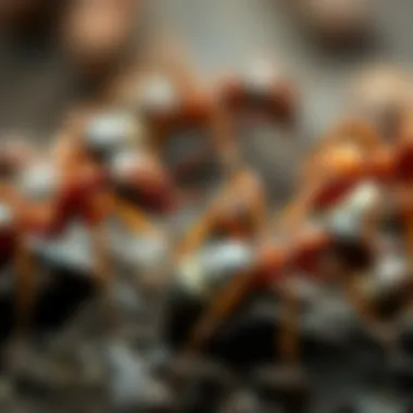 Diverse Ant Species and Their Adaptations A diverse array of ant species showcasing various adaptations.