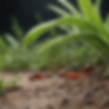 Ants and Aphids: A Mutualistic Relationship An ant tending to a colony of aphids, demonstrating mutualism.