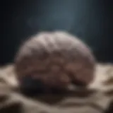 The brain's activity during different sleep stages