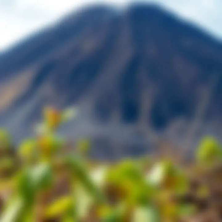 Local wildlife and vegetation impacted by volcanic eruptions in Tonga.