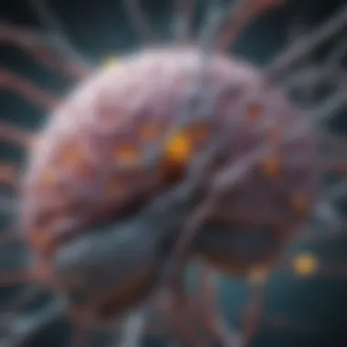 Neurotransmitter Pathways Illustration of neurotransmitter pathways in the brain