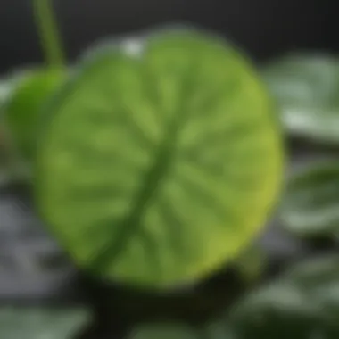 Chloroplasts capturing sunlight in a plant cell