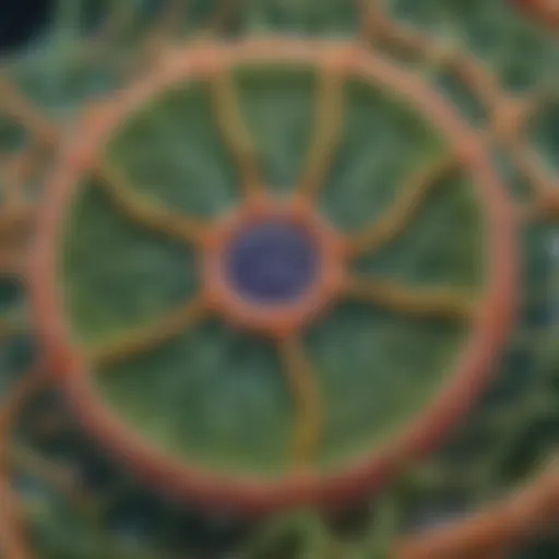 Detailed illustration of a plant cell showcasing organelles
