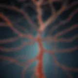 Illustration of serotonin pathways in the brain