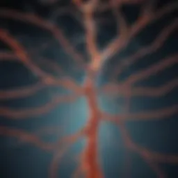 Illustration of serotonin pathways in the brain