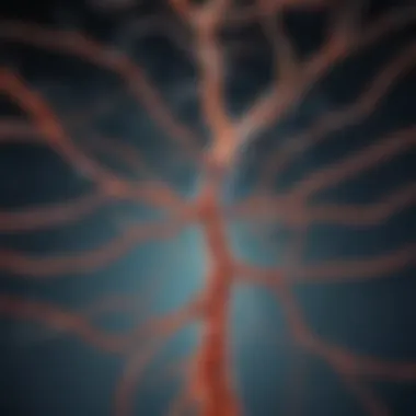 Illustration of serotonin pathways in the brain
