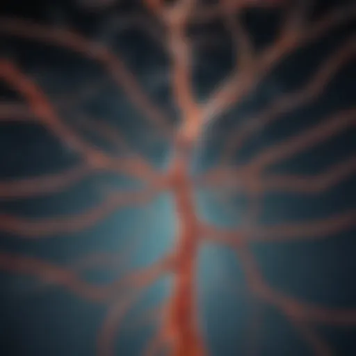 Illustration of serotonin pathways in the brain