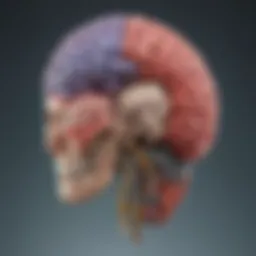 Detailed diagram of brain anatomy highlighting key areas related to psychological processes